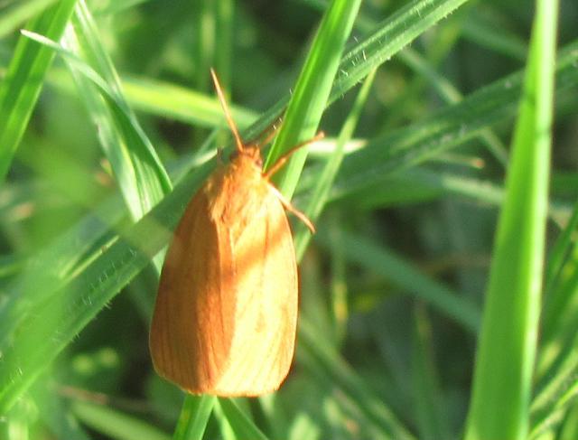 Femmina di Diacrisia sannio